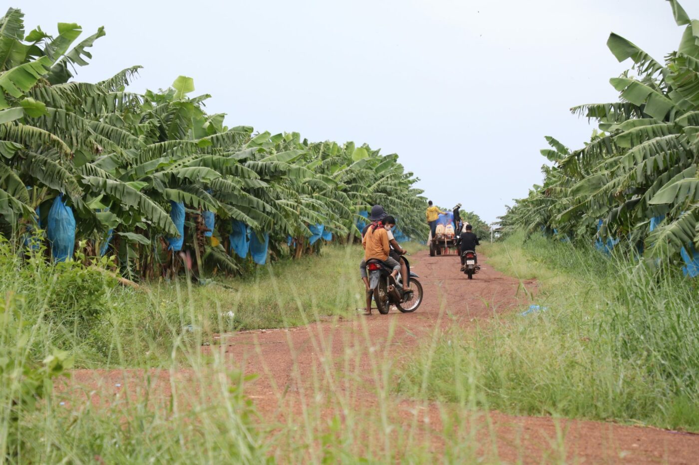 Death in Ratanakiri Banana Plantation