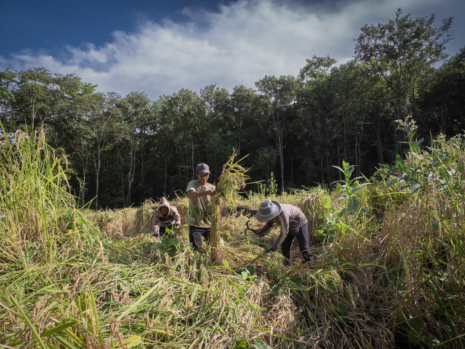 Carbon offset in Camboda